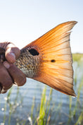 Load image into Gallery viewer, Redfish Starter Kit – Fly Line, Leaders & Proven Redfish Flies