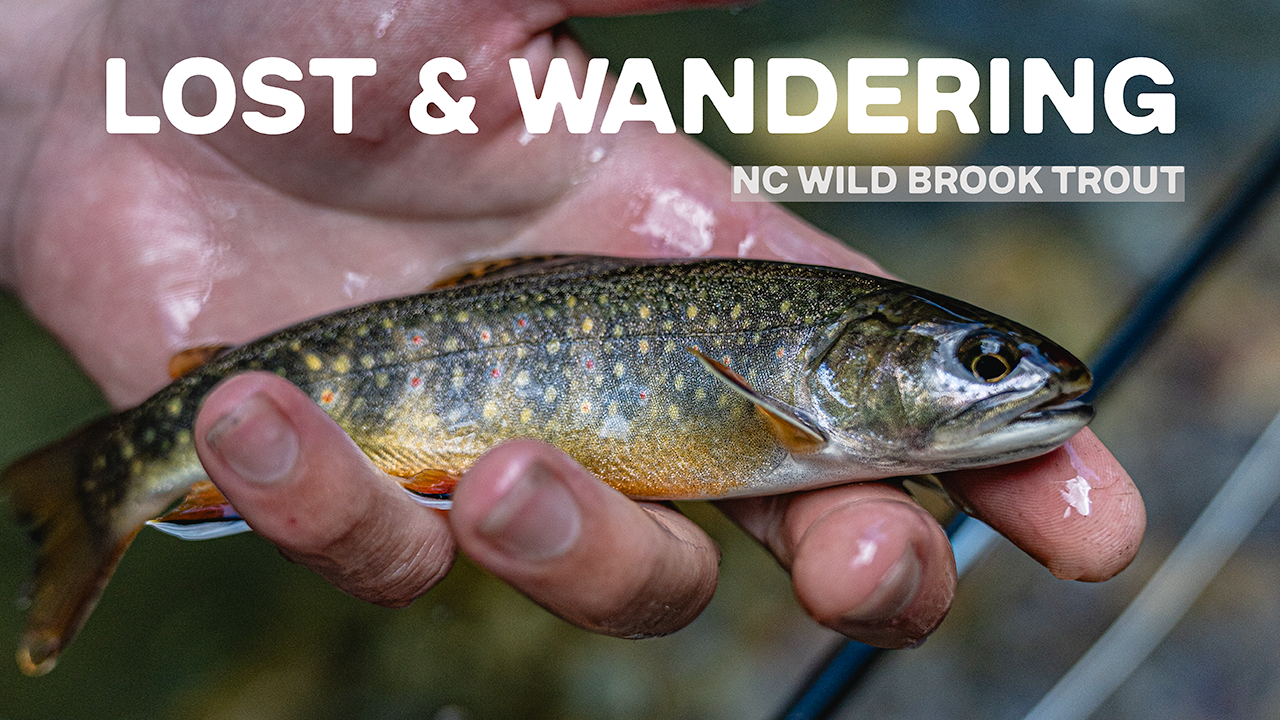 WNC Wild Brook Trout | Lost & Wandering - Fly Fishing the Smokies