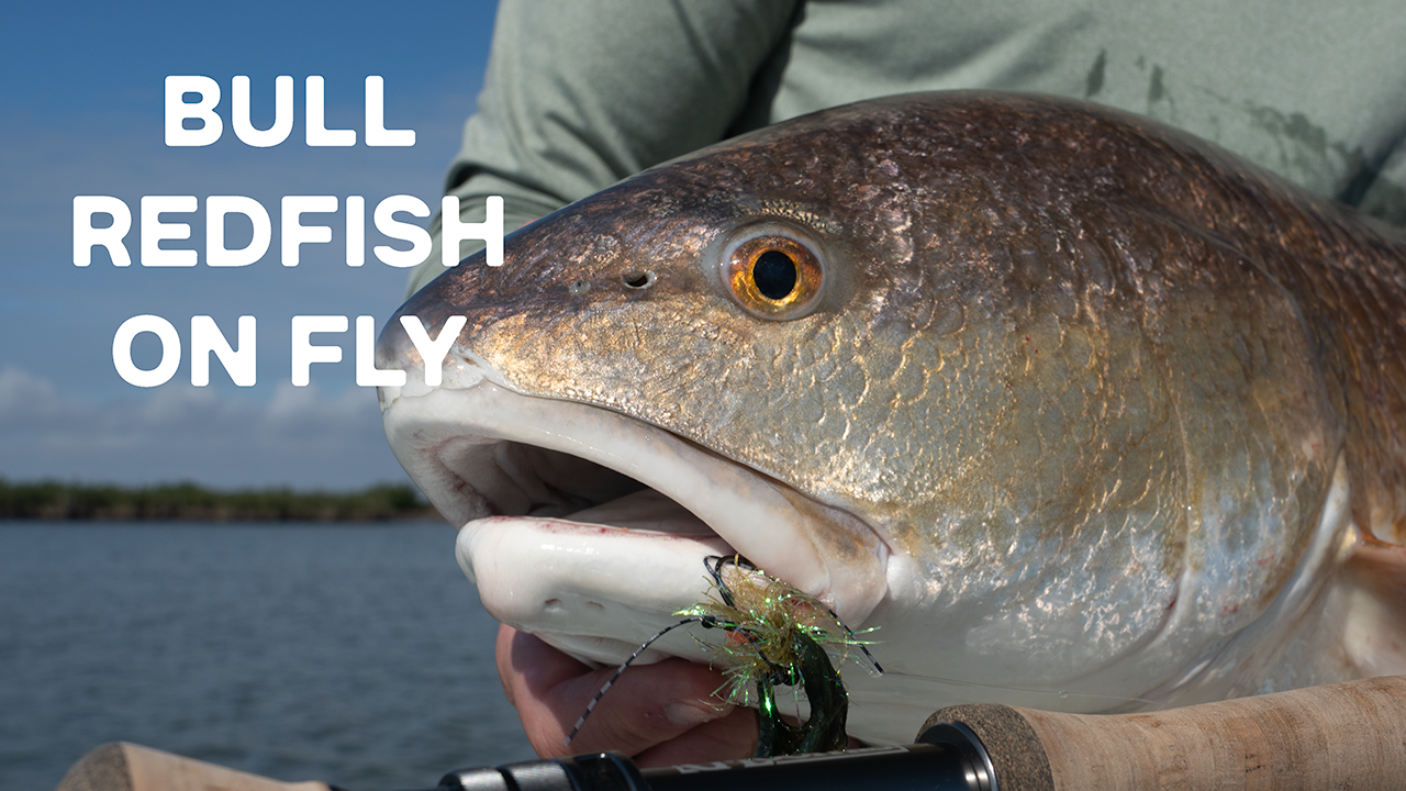 Bull Redfish on Fly