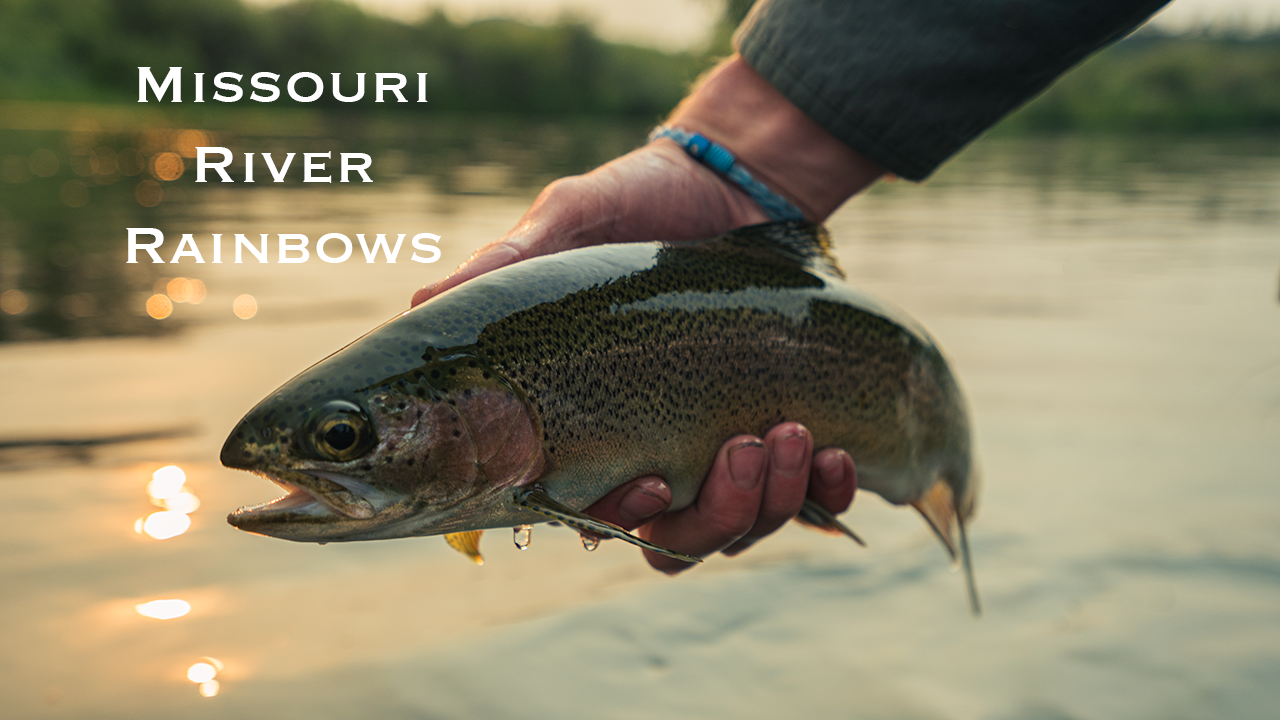 Wandering West Part 6 | Rainbows on the Missouri w/ ‪@PhelpsontheFly