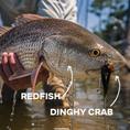 Load image into Gallery viewer, Redfish with a hook in its mouth, held by a person, with 'Skiff Wanderer Fly-Fishing' branding.
