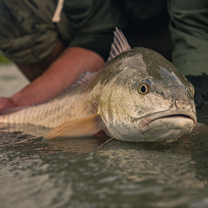 Big Redfish on the Texas coast